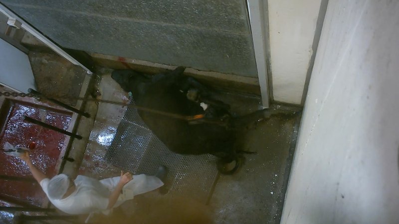 Cow thrashing about in kill room