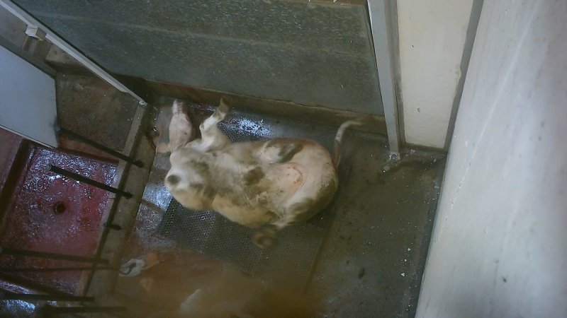 Cow thrashing about in kill room