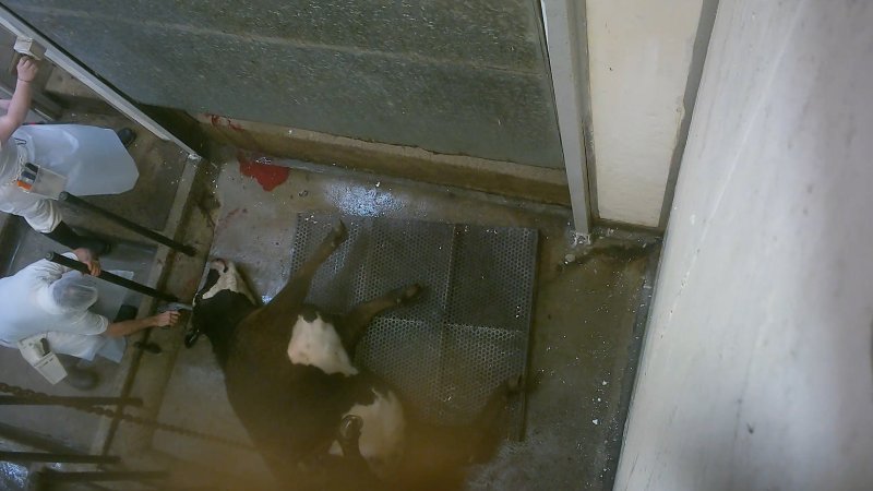 Cow being shot with a bolt gun in kill room