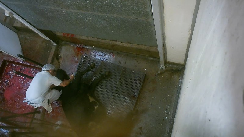 Cow having their throat slit