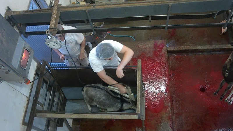 Goat being electrically stunned