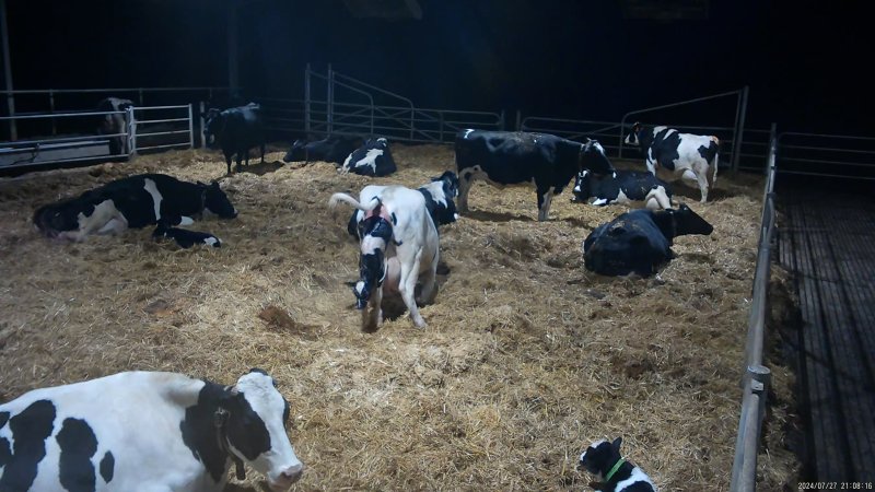 A mother cow gives birth in a dairy factory farm