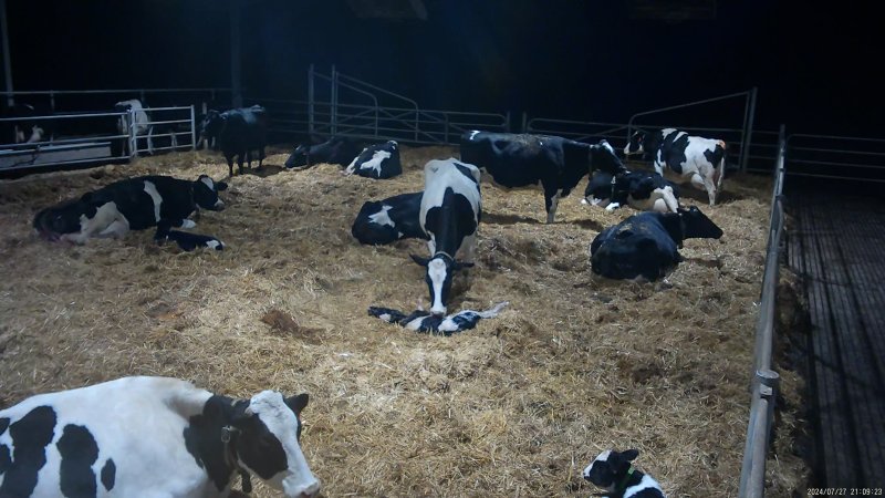 A mother cow grooms her newborn calf
