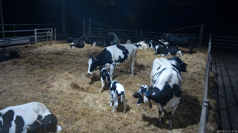 A mother with her newborn calf