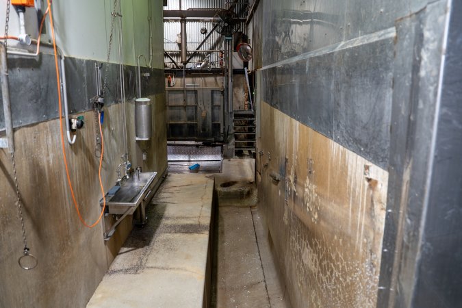 Cattle kill room