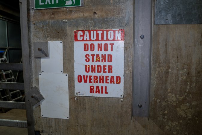Cattle kill room