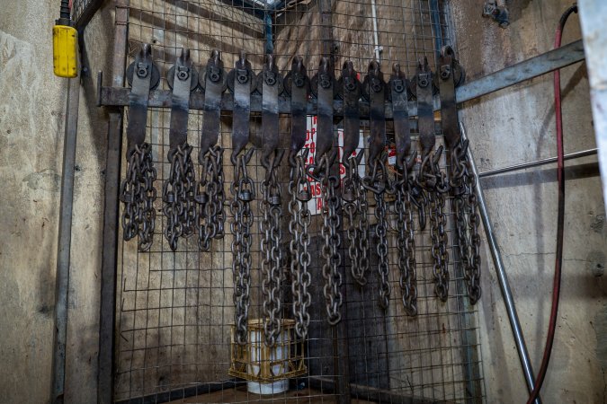Cattle kill room