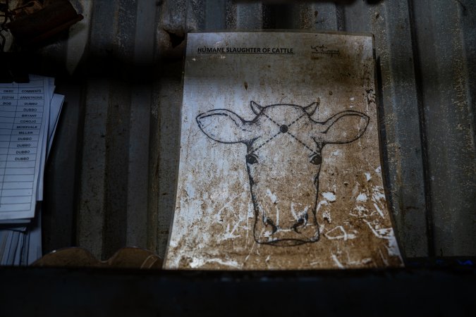 Cattle kill room