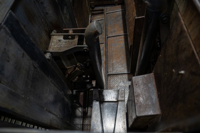 Cattle kill room
