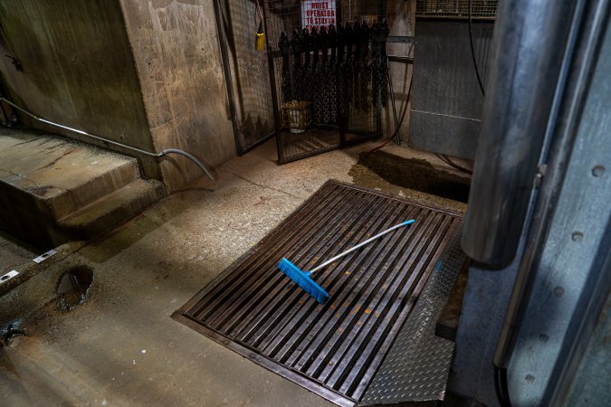 Cattle kill room