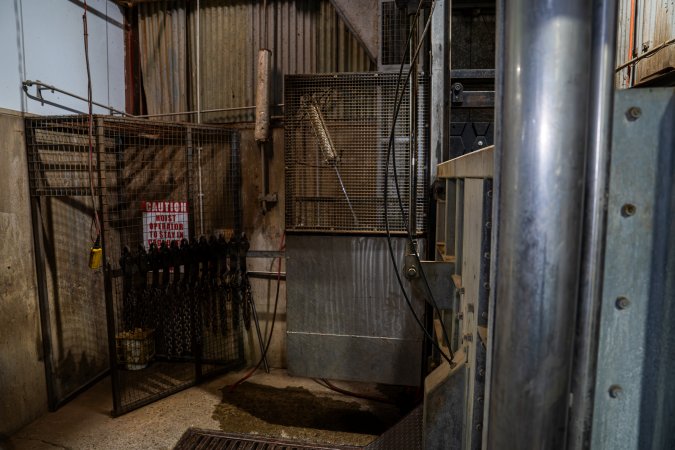 Cattle kill room
