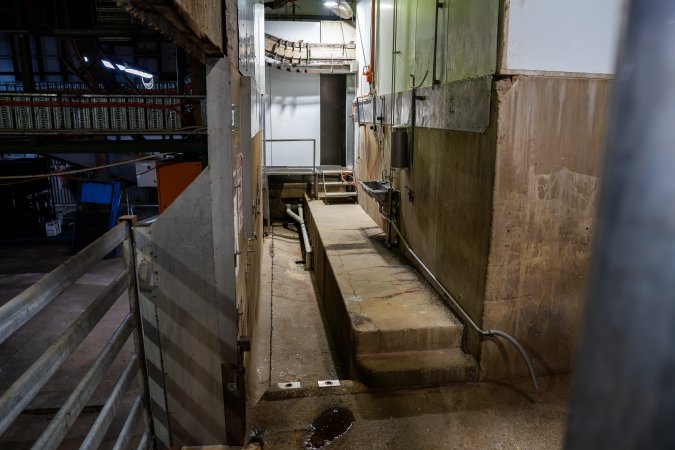 Cattle kill room
