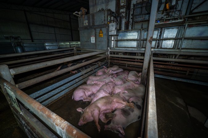 Holding pen with pigs