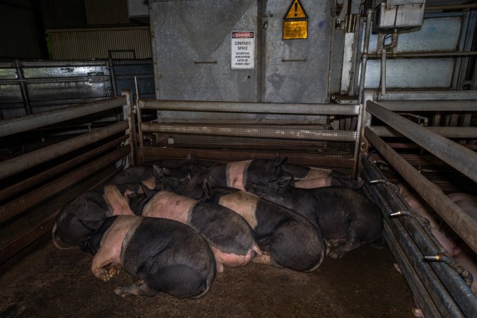 Holding pen with pigs