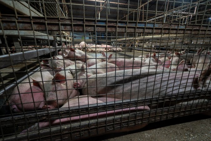 Holding pen with pigs