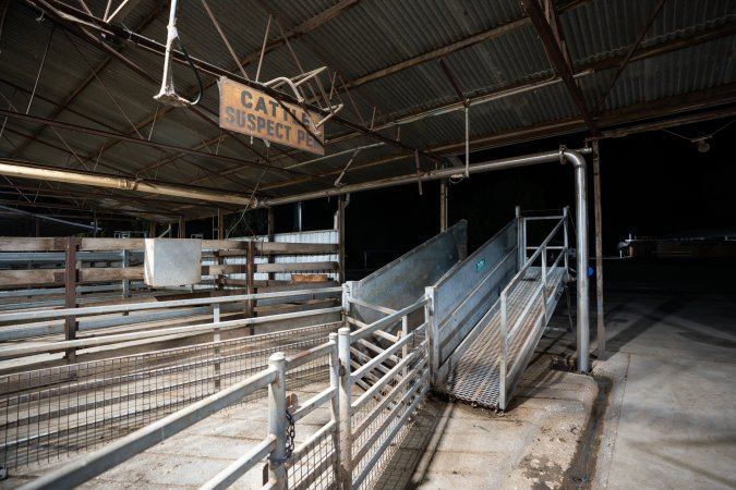 Cow ramp and holding pens