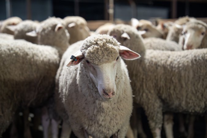 Sheep in holding pens