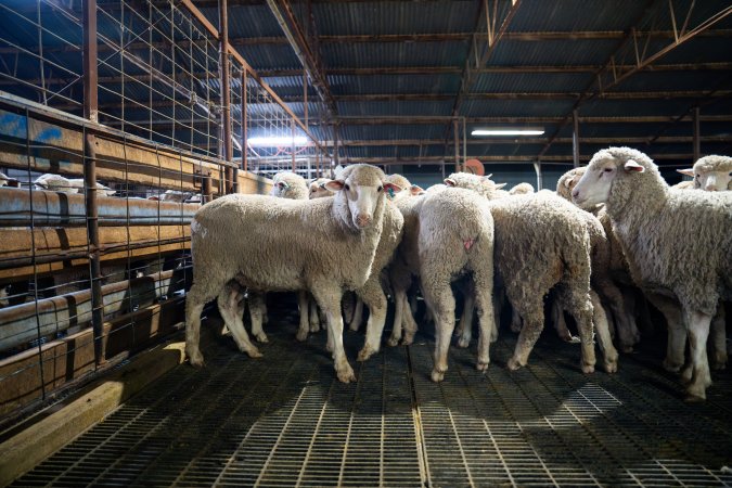 Sheep in holding pens