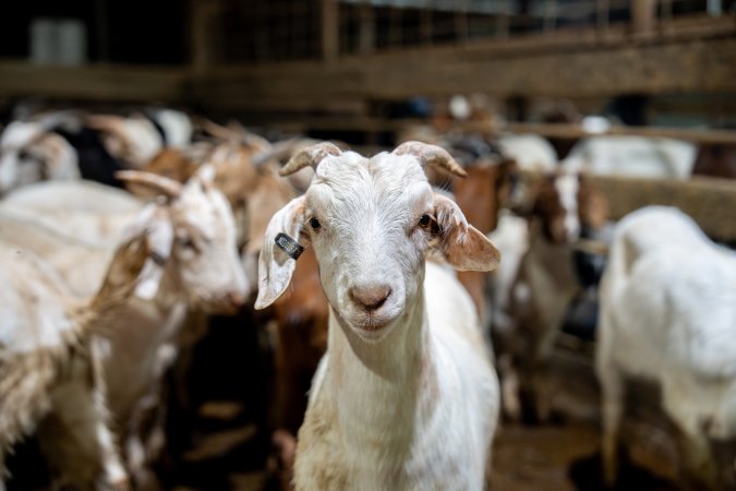 Goats in holding pens