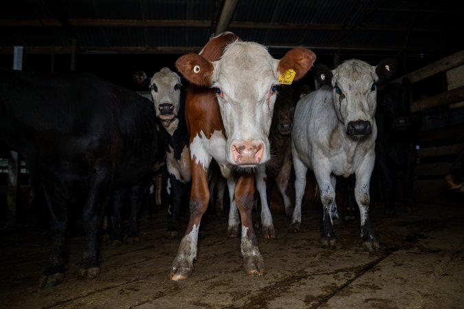 Cows in holding pens