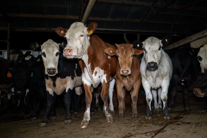Cows in holding pens