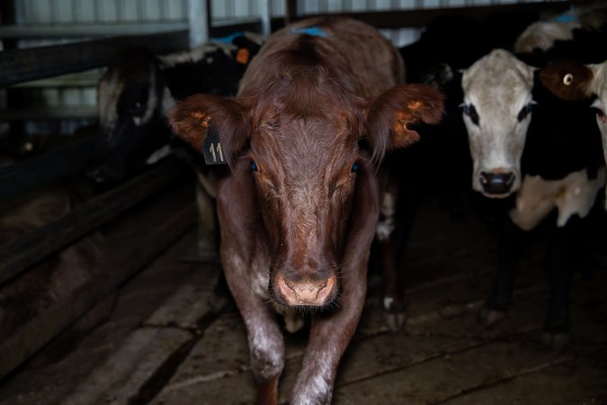 Cow in holding pens