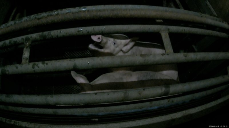 Pigs gasping for air in carbon dioxide gas chamber
