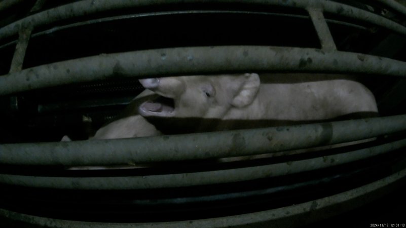 Pigs gasping for air in carbon dioxide gas chamber