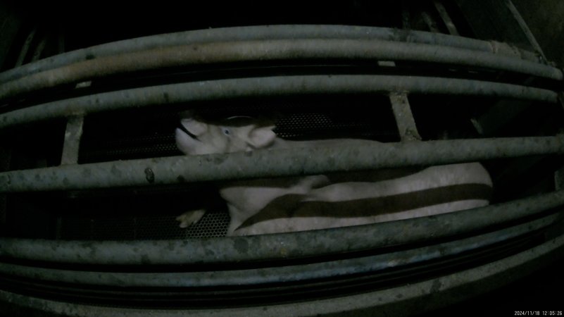 Pigs gasping for air in carbon dioxide gas chamber