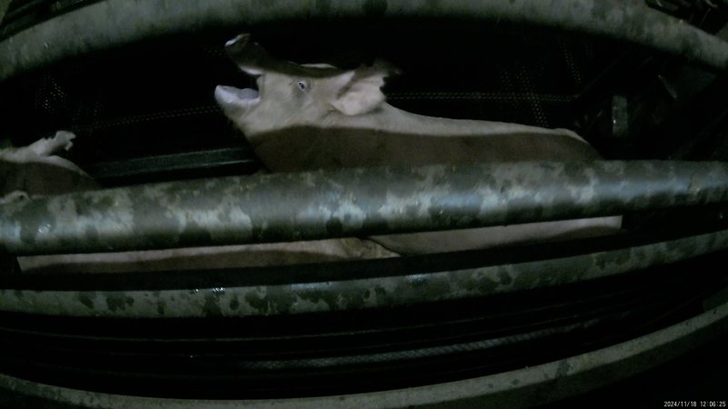 Pigs gasping for air in carbon dioxide gas chamber