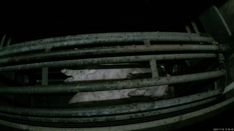 Pigs gasping for air in carbon dioxide gas chamber