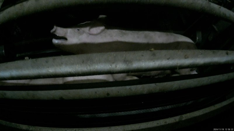 Pigs gasping for air in carbon dioxide gas chamber