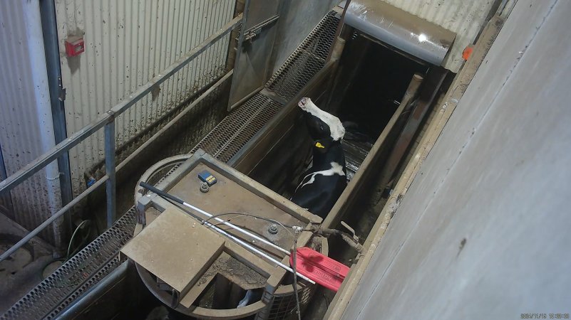Dairy cow or steer in race leading to knockbox