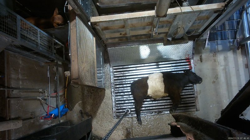 Cow on metal grate, tipped out of knockbox