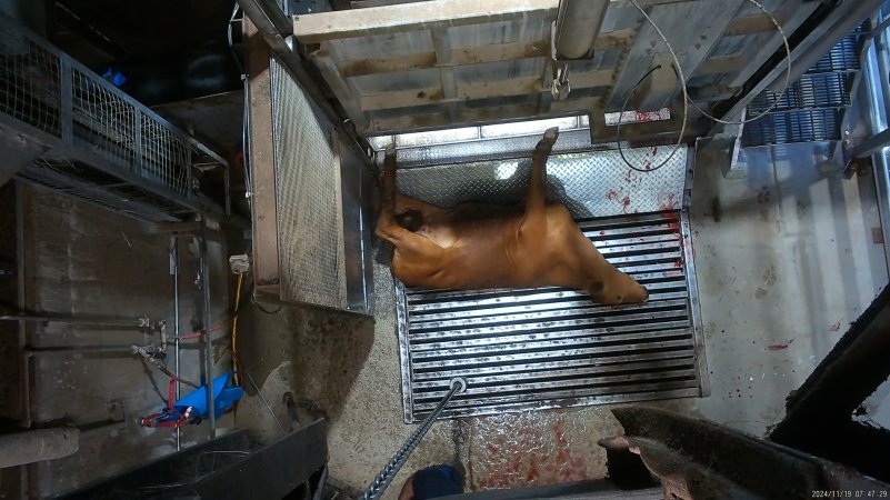 Cow on metal grate, tipped out of knockbox