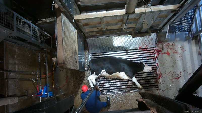 Cow on metal grate, tipped out of knockbox