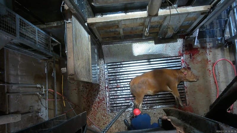 Cow on metal grate, tipped out of knockbox