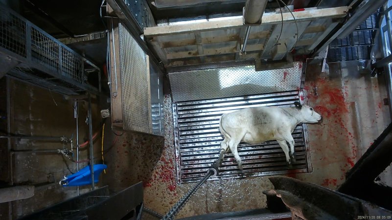 Cow on metal grate, tipped out of knockbox
