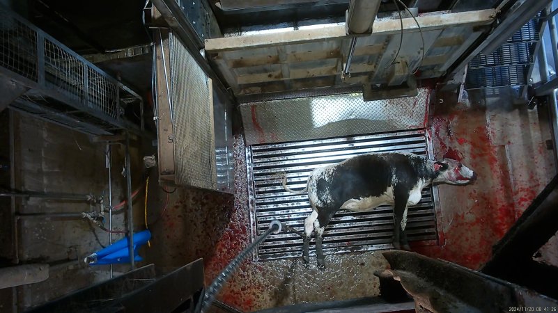 Cow on metal grate, tipped out of knockbox
