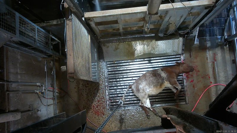 Cow on metal grate, tipped out of knockbox
