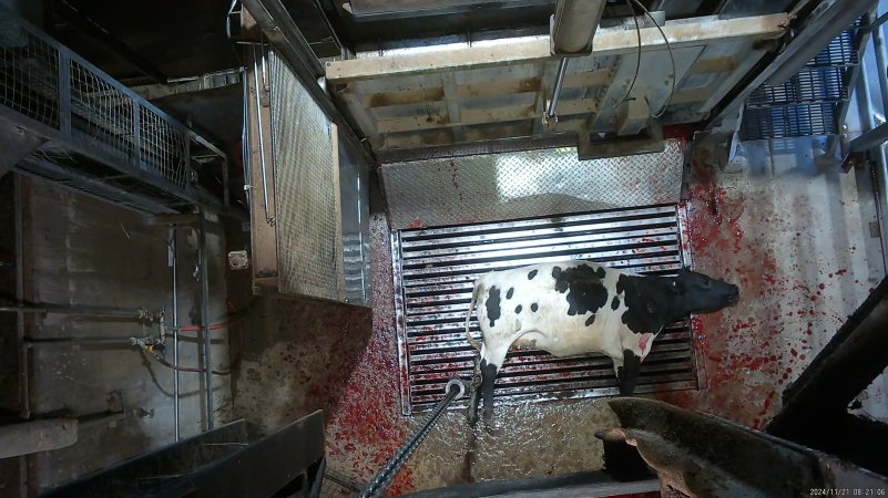 Cow on metal grate, tipped out of knockbox