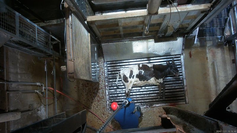 Cow on metal grate, tipped out of knockbox