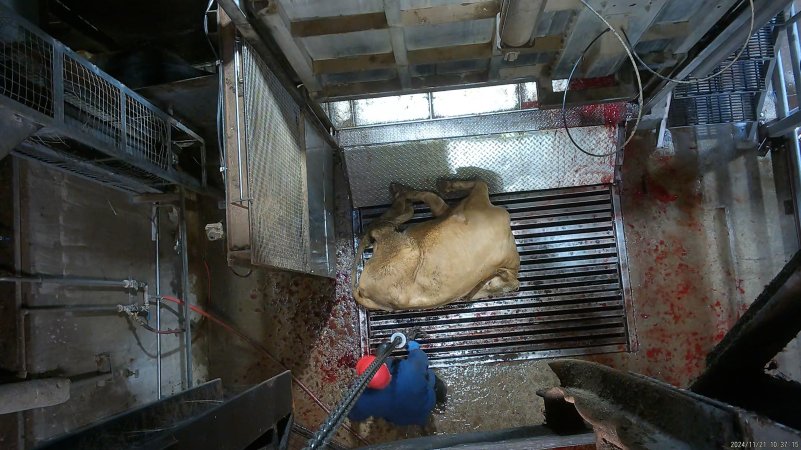 Cow on metal grate, tipped out of knockbox