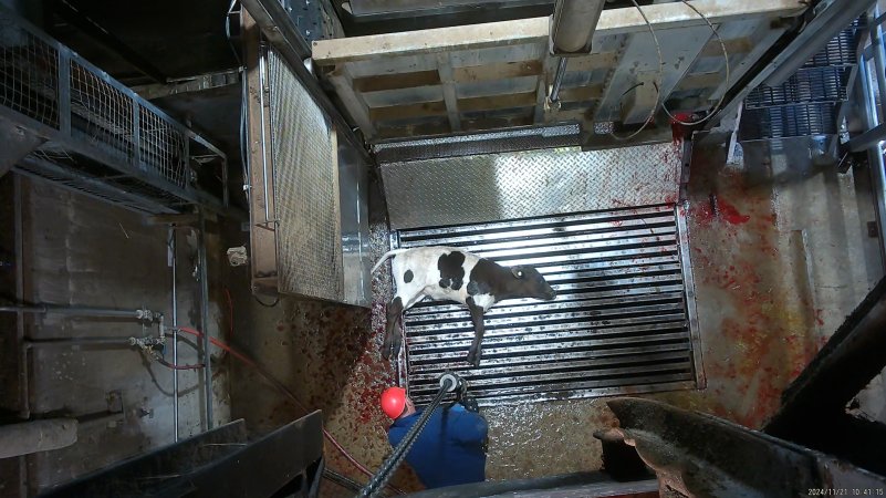 Calf on metal grate, tipped out of knockbox