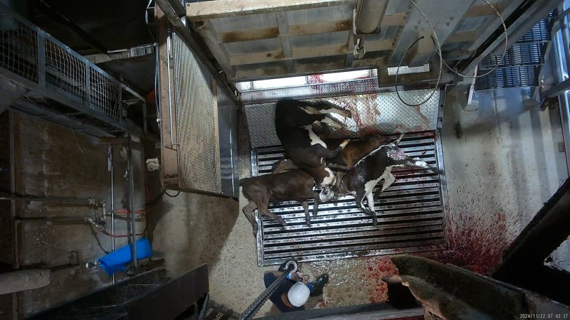 Calves on metal grate, tipped out of knockbox