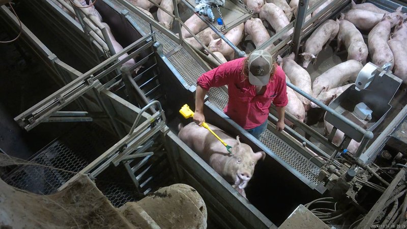Pig screaming from electric prodder in race