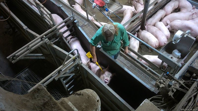 Pig screaming from electric prodder in race