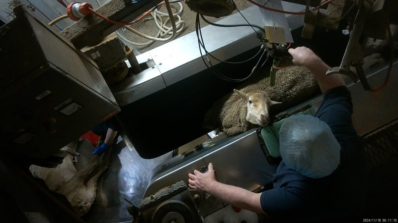 Sheep in V restraint looking up at worker