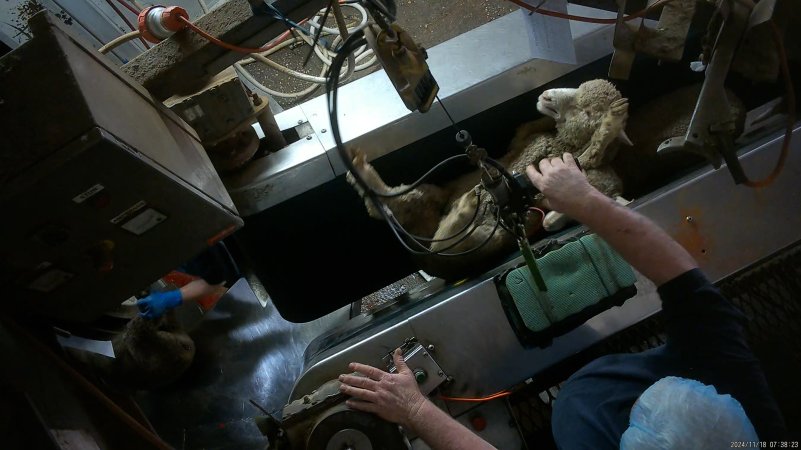 Sheep upside-down in V restrainer after poor electric stunning