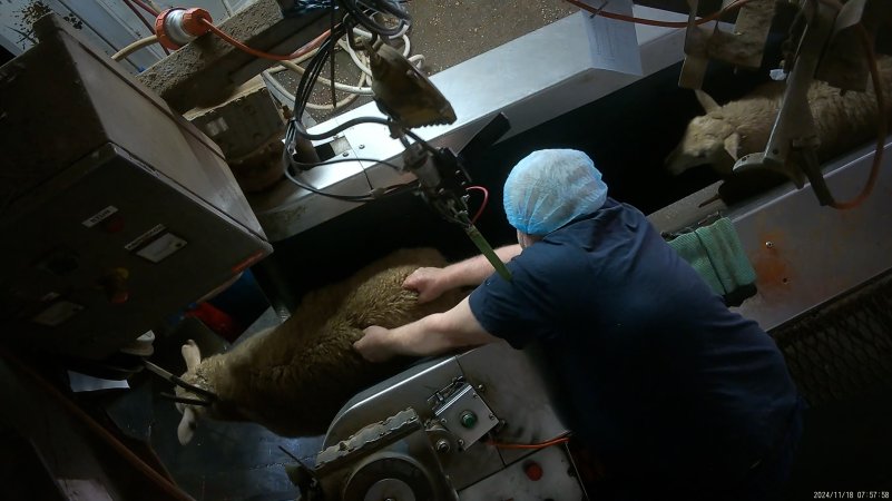 Conscious sheep escaping from V restrainer into kill room
